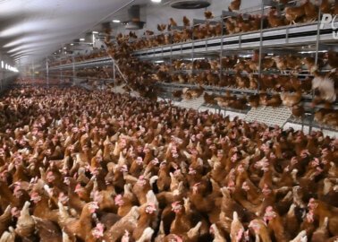 PETA Exposé: Crappy Eggs, Not Happy Eggs