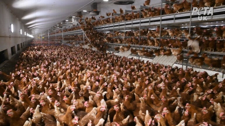 Chickens crammed together on "free-range" egg farm.