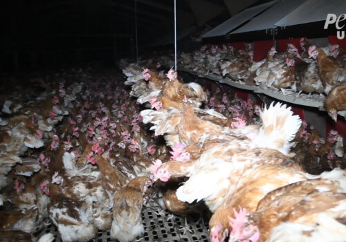 Chickens crammed together on "free-range" egg farm.