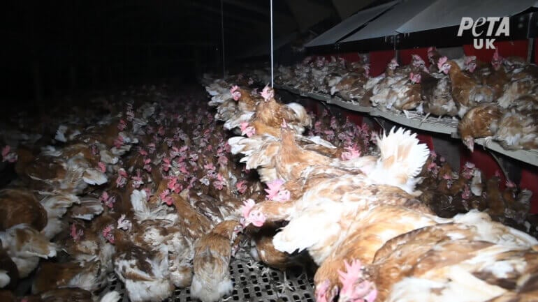 Chickens crammed together on "free-range" egg farm.