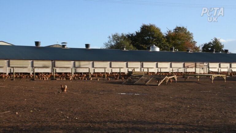 Outside area on a "free-range" egg farm