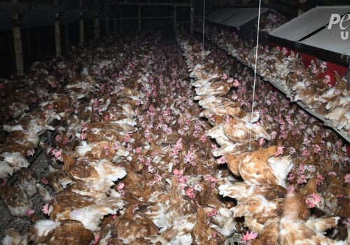 Chickens crammed together on "free-range" egg farm.