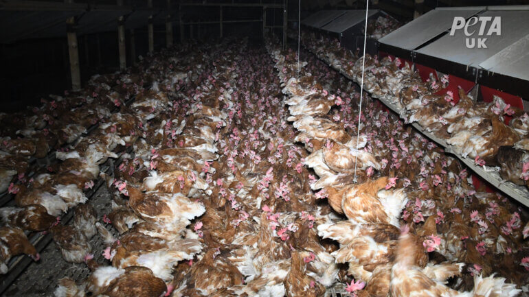 Chickens crammed together on "free-range" egg farm.