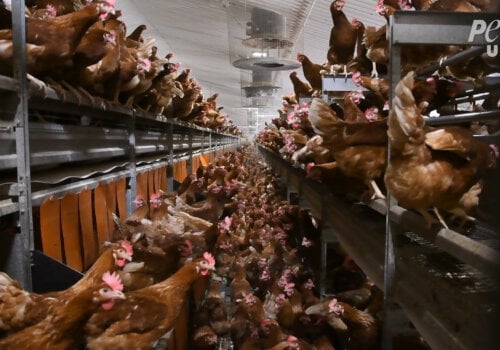 Chickens crammed together on "free-range" egg farm.