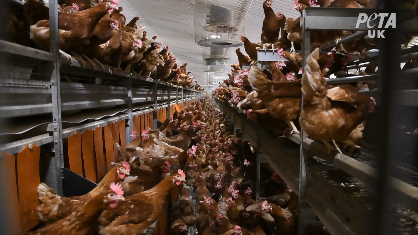 Chickens crammed together on "free-range" egg farm.