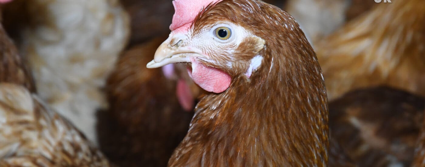 A chicken with the tip of their beak cut off