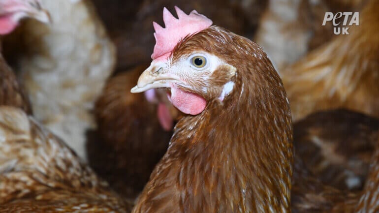 A chicken with the tip of their beak cut off