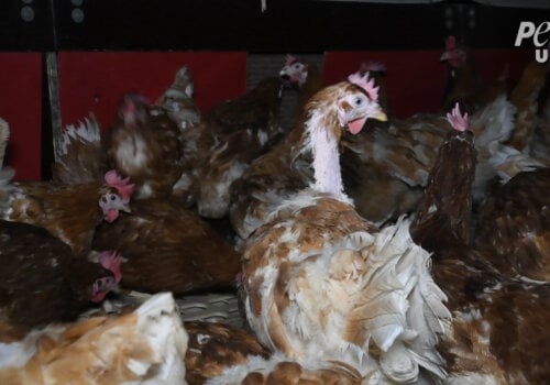 A chicken that has been pecked bare on a "free-range" egg farm