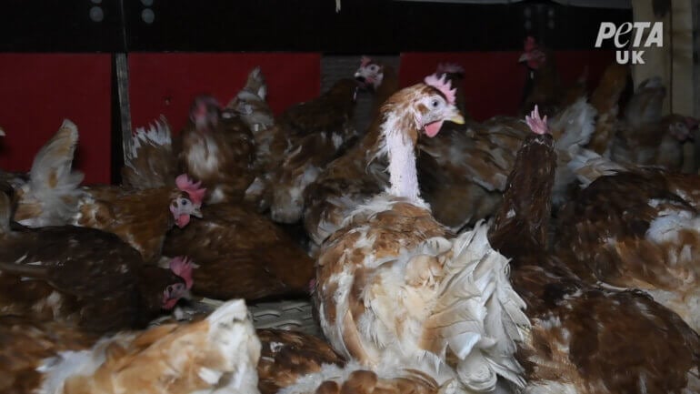 A chicken that has been pecked bare on a "free-range" egg farm