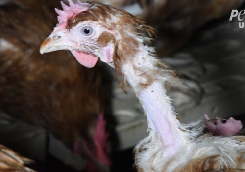 A chicken that has been pecked bare on a "free-range" egg farm