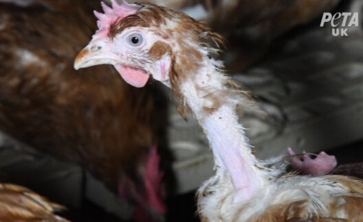 A chicken that has been pecked bare on a "free-range" egg farm