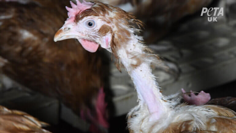 A chicken that has been pecked bare on a "free-range" egg farm