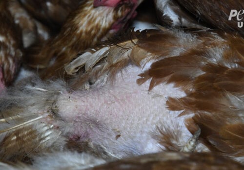 A chicken that has been pecked bare on a "free-range" egg farm