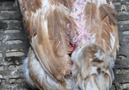 A chicken that has found to have bloody wounds on a "free-range" egg farm.