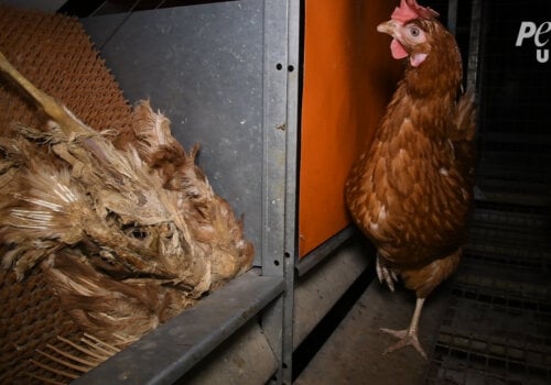 Corpse of a dead chicken left to rot among the living on a "free-range" egg farm.