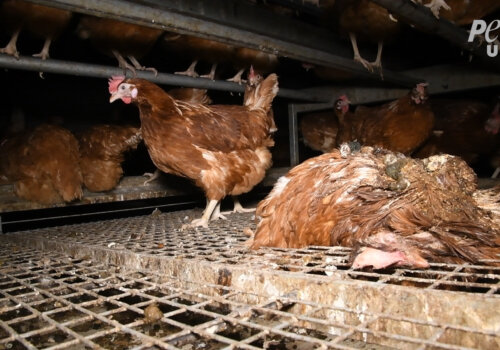 Corpse of a dead chicken left to rot among the living on a "free-range" egg farm.