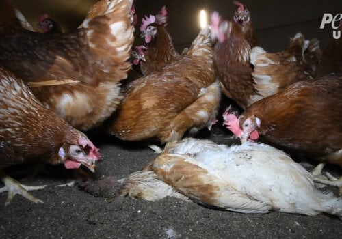 Corpse of a dead chicken left to rot among the living on a "free-range" egg farm.