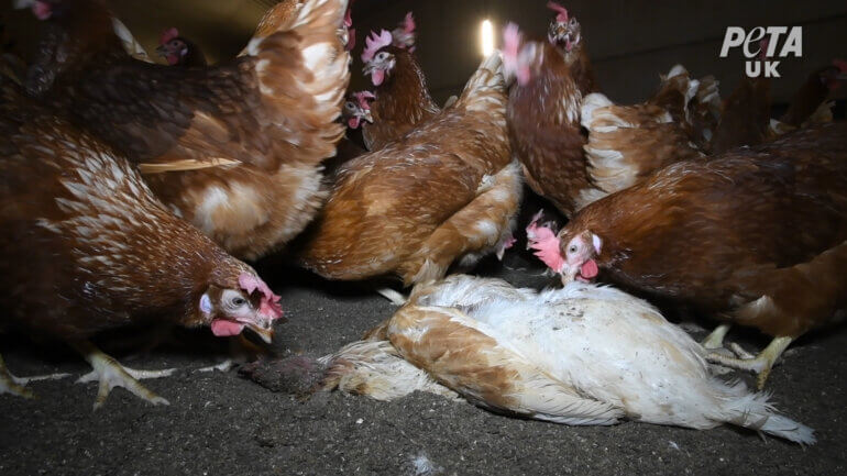 Corpse of a dead chicken left to rot among the living on a "free-range" egg farm.