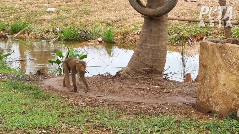 New Footage Exposes Monkey Labour Cover Up In Thai Coconut Industry new-footage-exposes-monkey-labour-cover-up-in-thai-coconut-industry
