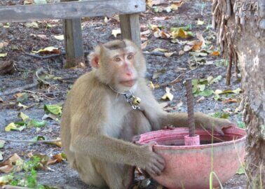 New Footage Exposes Monkey Labour Cover-Up in Thai Coconut Industry