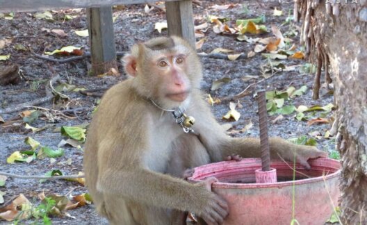 Monkey Chained Up in Thai Coconut Industry