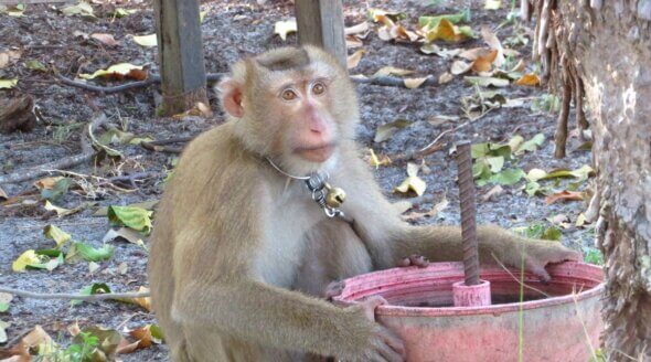 Monkey Chained Up in Thai Coconut Industry