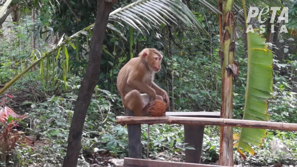 New Footage Exposes Monkey Labour Cover Up In Thai Coconut Industry new-footage-exposes-monkey-labour-cover-up-in-thai-coconut-industry