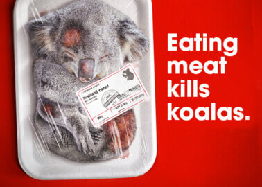 Is Eating Meat Killing Koalas?