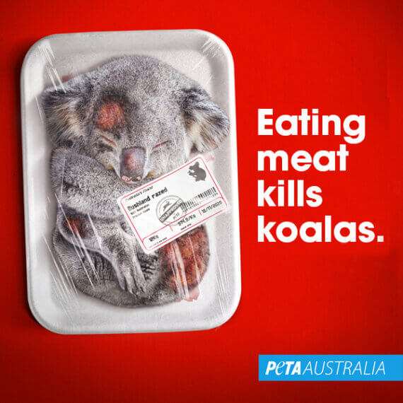 Is Eating Meat Killing Koalas?