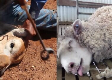 Help Calves and Sheep Beaten for Car Interiors
