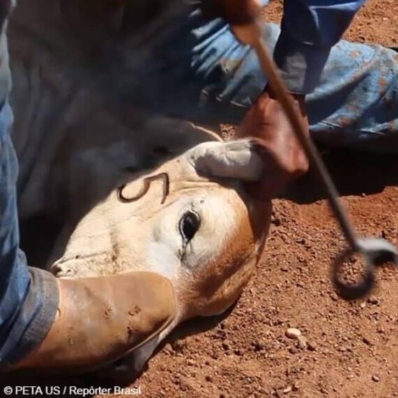 Help Calves and Sheep Beaten for Car Interiors