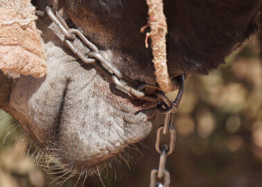 Animals Beaten and Whipped in ‘Lost City’ of Petra