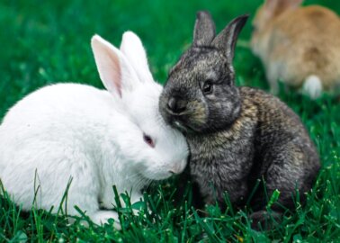 Chinese New Year 2023: How You Can Help Rabbits