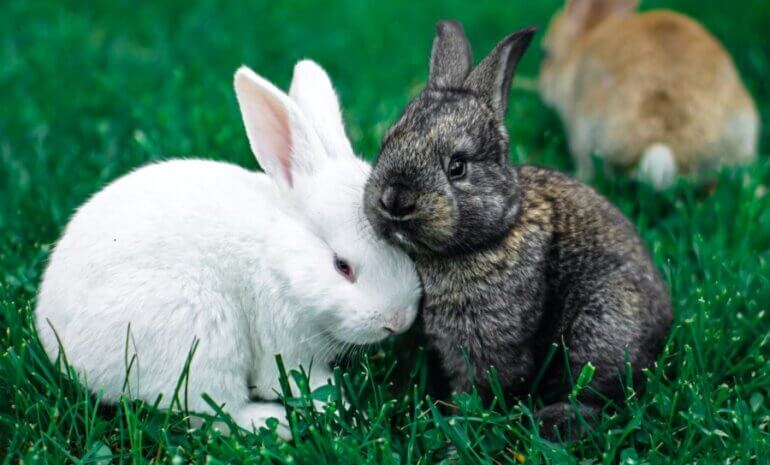 two rabbits white black unsplash 1
