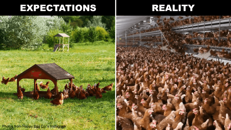 Expectations vs. Reality of chickens on farms supplying the Happy Egg Co