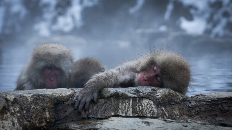 Gay Animals Who Prove Same-Sex Love Is Natural Gay Animals Who Prove Same-Sex Love Is Natural