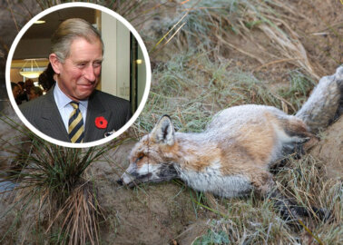 Prince Charles, Stop Using Vile Snare Traps at Sandringham