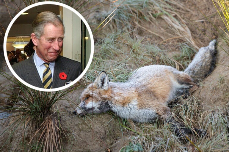 Prince Charles, Stop Using Vile Snare Traps at Sandringham