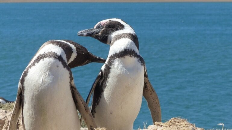 Gay Animals Who Prove Same-Sex Love Is Natural Gay Animals Who Prove Same-Sex Love Is Natural