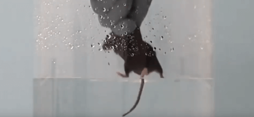 Animal put inside beaker forced swim