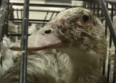 Foie Gras and Fur Ban: Government Could Betray Animals and British Public