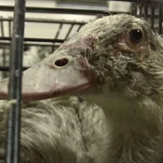 Call For a Foie Gras Sale and Importation Ban