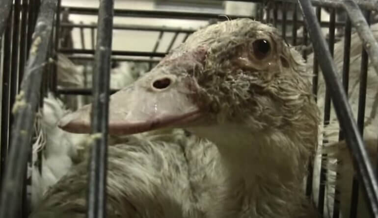 foie gras goose expose peta