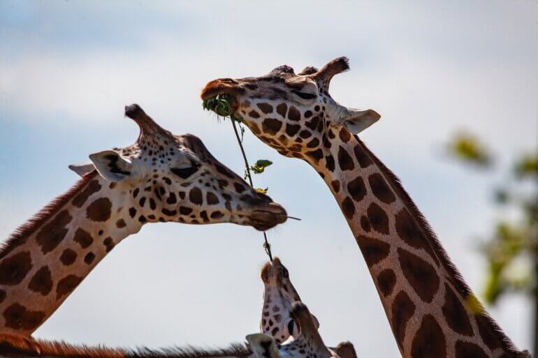 Gay Animals Who Prove Same-Sex Love Is Natural Gay Animals Who Prove Same-Sex Love Is Natural