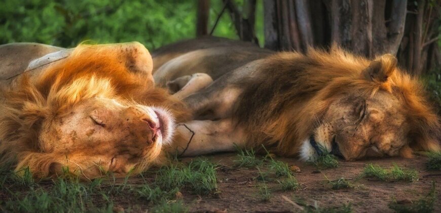 Gay Animals Who Prove Same-Sex Love Is Natural Gay Animals Who Prove Same-Sex Love Is Natural