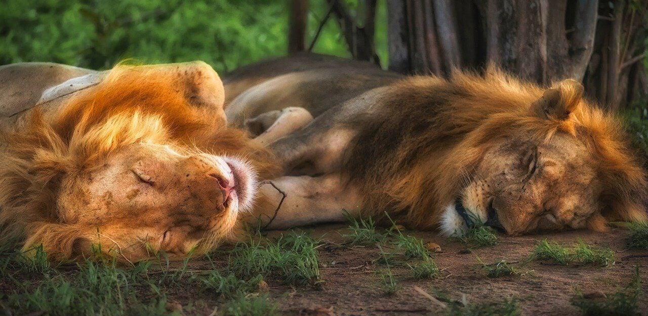 Gay Animals Who Prove Same-Sex Love Is Natural Gay Animals Who Prove Same-Sex Love Is Natural