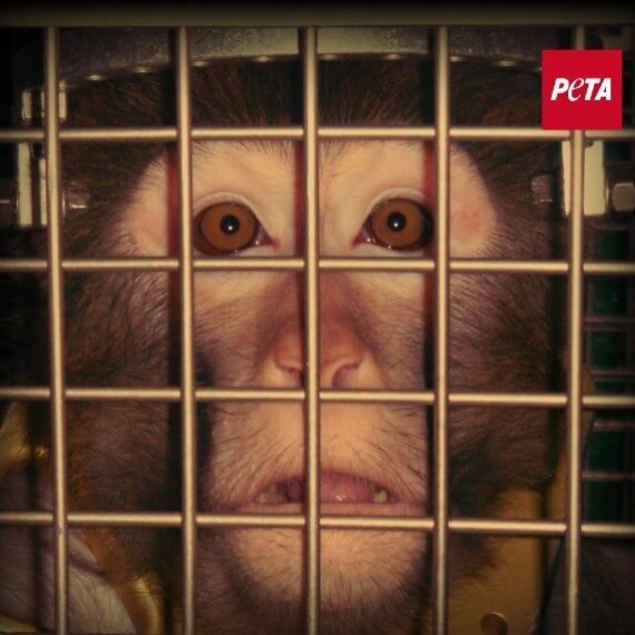 Urge the Dutch Government to Become a True Word Leader in Animal-Free Innovation by 2025