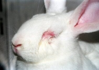 PETA Science Consortium Donates Over £14,000 of Equipment to Spare Rabbits Agony in Eye Irritation Tests