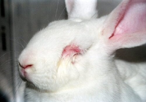 Rabbit in laboratory