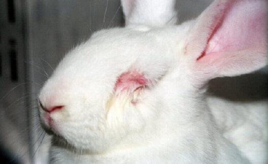 Rabbit in laboratory